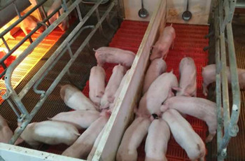博莱仔仔宝&mdash;&mdash;7-60日龄乳仔猪教槽、诱食、促长专家