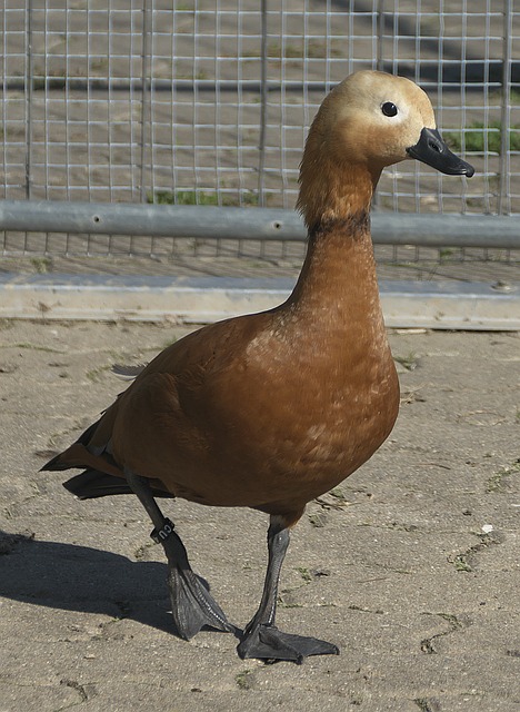 平稳感